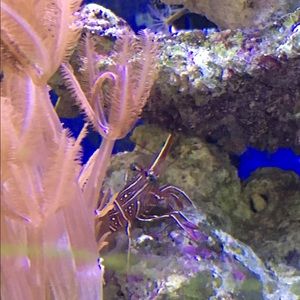 Meet your Posher, Nikki