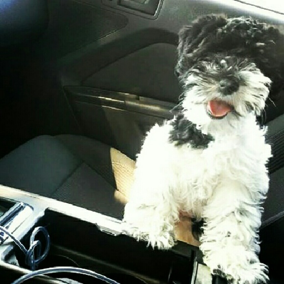 Meet your Posher, Vivi - Picture 2 of 2