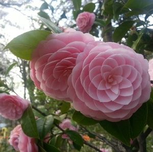 Meet your Posher, Joanna