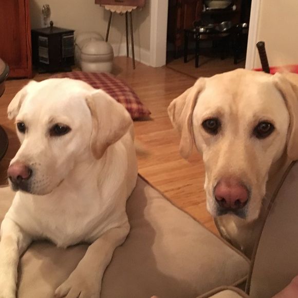 Meet your Posher, Tara - Picture 1 of 1