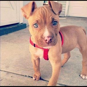 Meet your Posher, Robin