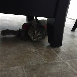 Meet your Posher, Shannon