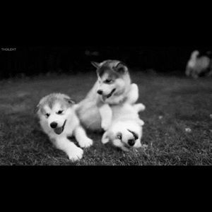 Meet your Posher, Sandy