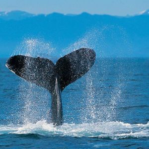 Meet your Posher, Deanna