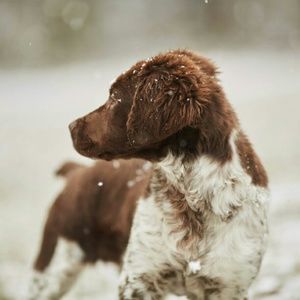 Meet your Posher, Oscar