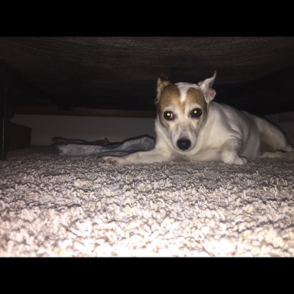 Meet your Posher, Skylar - Picture 2 of 2