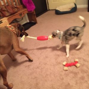 Meet your Posher, Shelby