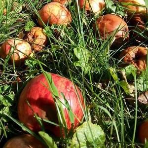 Meet your Posher, Paula