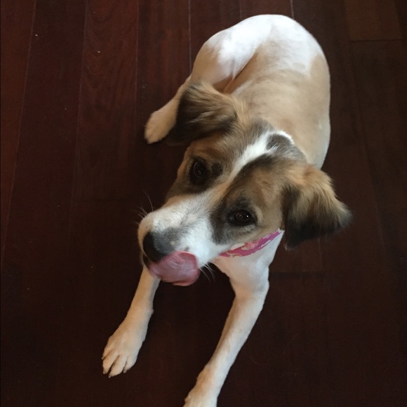 Not for sale: this is my dog. - Picture 2 of 4