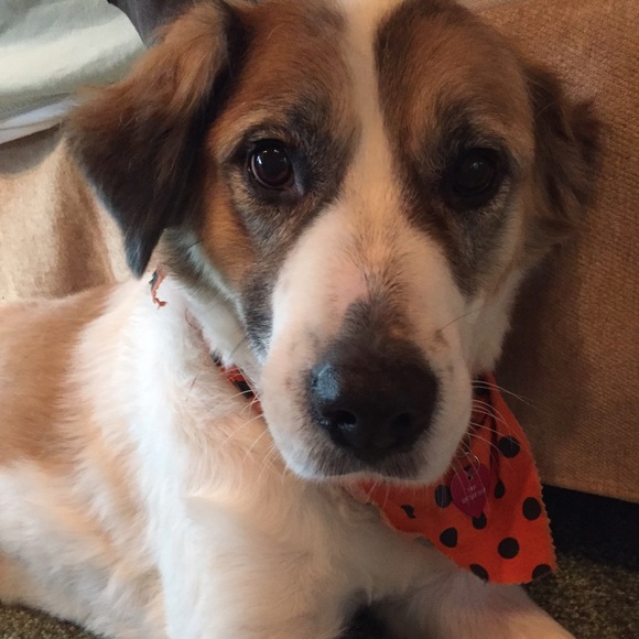 Not for sale: this is my dog. - Picture 3 of 4