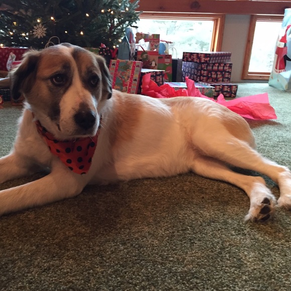 Not for sale: this is my dog. - Picture 4 of 4