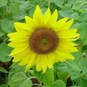 Meet your Posher, Evelyn