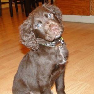 Meet your Posher, Brandy