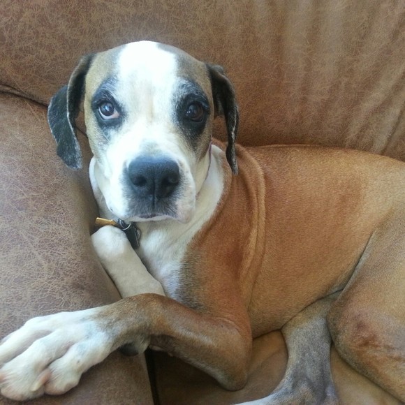 Meet your Posher, Ruthie - Picture 1 of 1