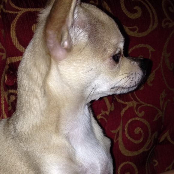 Meet your Posher, Evelin - Picture 1 of 1