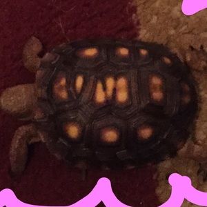 Meet your Posher, Rayleen