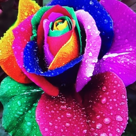 Meet your Posher, Rose