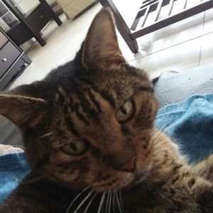 Meet your Posher, Kittim