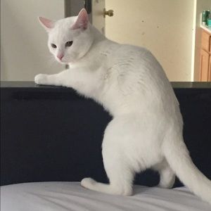 Meet your Posher, Brandy