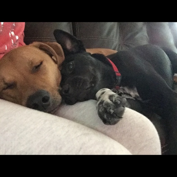 Meet your Posher, Morgan - Picture 2 of 2