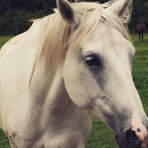 Meet your Posher, Shelly