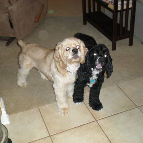 Meet your Posher, Monica