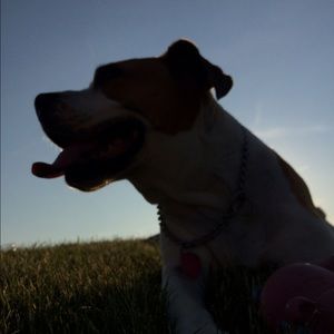 Meet your Posher, Angel