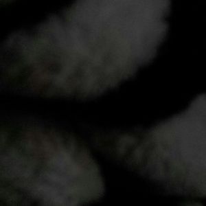 Meet your Posher, Sandy