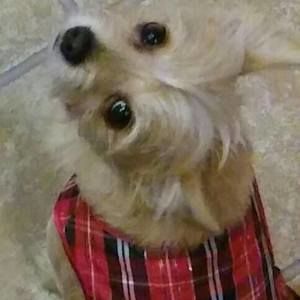 Meet your Posher, Nancy