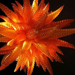 Meet your Posher, Noel