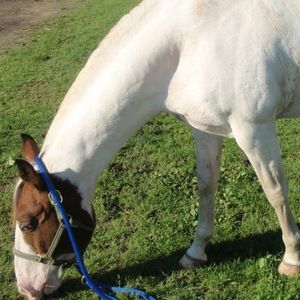 Meet your Posher, Sabel