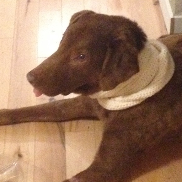 Hand-crafted Dog Infinity Scarf - Picture 2 of 4