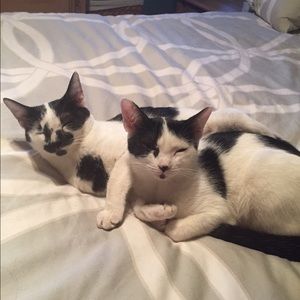 Meet your Posher, Roy