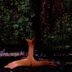 Meet your Posher, Brigida