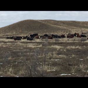 Meet your Posher, Polly