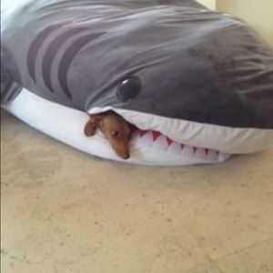 Meet your Posher, Christy