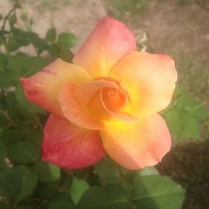 Meet your Posher, Alisha