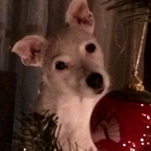 Meet your Posher, Kerry