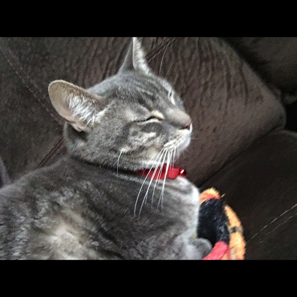 Meet your Posher, Molly - Picture 1 of 1