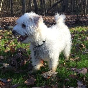 Meet your Posher, Bailey