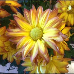 Meet your Posher, Stella