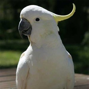 Meet your Posher, Natalie