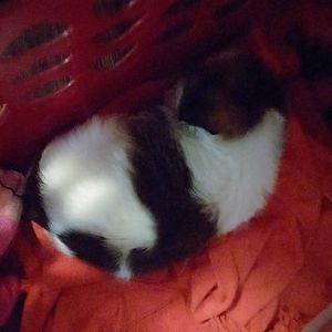 Meet your Posher, Lakisha