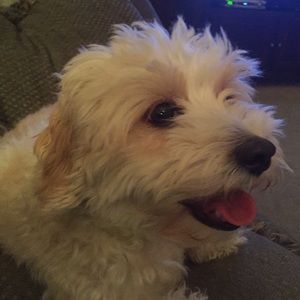 Meet your Posher, Allison