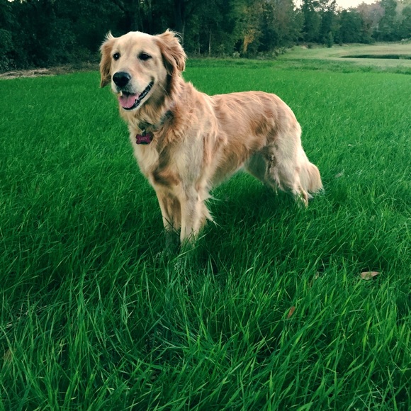 Meet your Posher, Liz