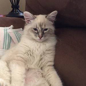 Meet your Posher, Darcy