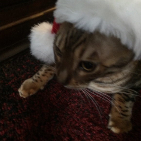 Meet your Posher, Carol - Picture 1 of 1