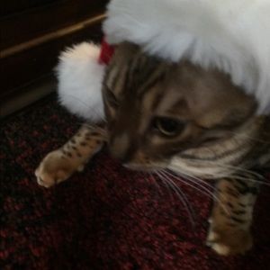 Meet your Posher, Carol