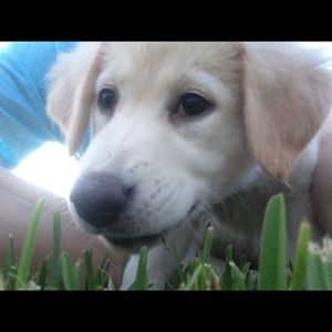 Meet your Posher, Bailey