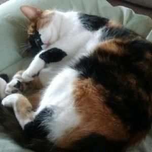 Meet your Posher, Pam